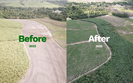 Aerial before and after view of Treeapp reforestation showing restored land and visible impact of sustainable tree planting efforts.