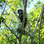 Lemur sitting high in a tree surrounded by lush green forest, representing biodiversity protection and the importance of tree planting for climate change and wildlife conservation.