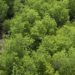 A vista of trees fighting climate change