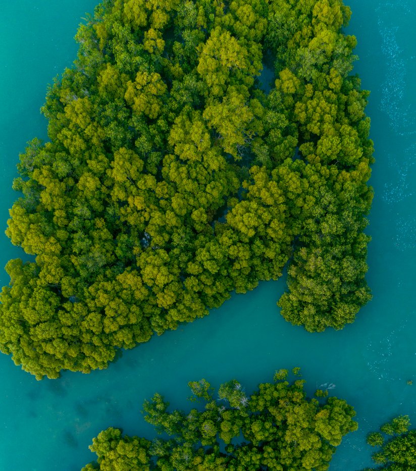 Aerial view of mangrove forest with dense coastal trees that help protect biodiversity and coastal ecosystems.