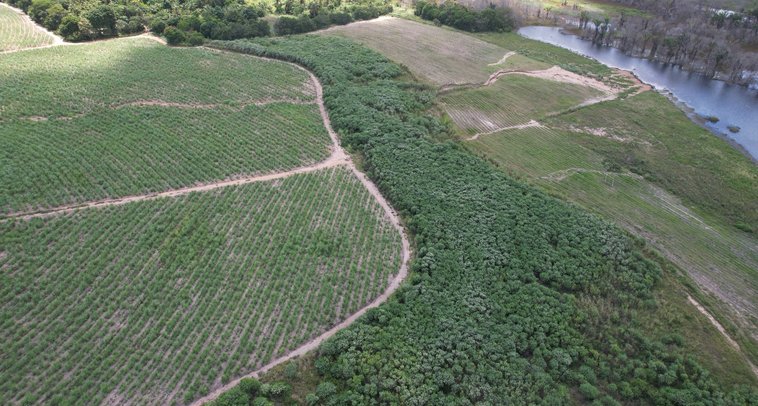 The same planting site in Brazil restored to thriving forest after 2 years of Treeapp reforestation, 2025