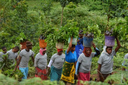 Local Treeapp reforestation workers carrying tree seedlings through a forest during a sustainability planting project in Tanzania.
