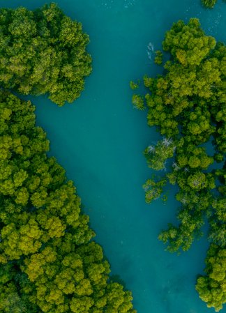 Aerial view of a river winding through a Treeapp mangrove restoration site in Indonesia