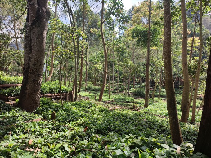 Forest canopy at a Treeapp reforestation site in Tanzania