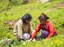 Local community members planting trees together at a Treeapp site in Nepal, supporting women's empowerment