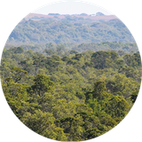 Treeapp forest helping to capture carbon