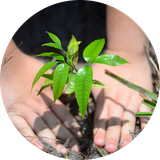 Planting tree seedlings in Brazil