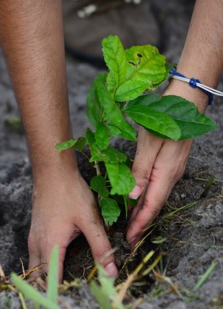 Close-up of hands planting a young tree sapling at a Treeapp planting site in the United Kingdom