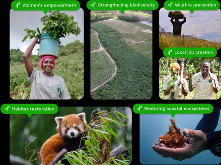 Treeapp planting impact graphic showing global reforestation, community benefits, and ecosystem restoration.
