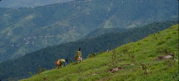 Treeapp reforestation team in Nepal carrying young trees across a hillside for planting.
