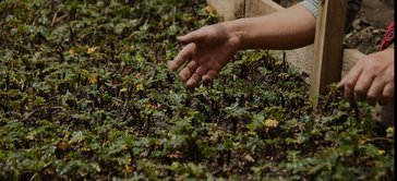 Treeapp seedlings in a UK nursery with a local worker’s hand preparing young trees for planting.