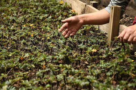 Treeapp seedlings in a UK nursery with a local worker’s hand preparing young trees for planting.
