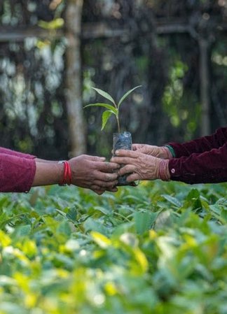 Two people exchanging a young tree sapling at a Treeapp planting site in Nepal