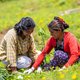 Two women working together to care for a new tree sapling