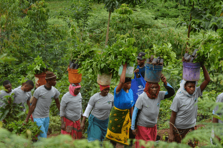 Local Treeapp reforestation workers carrying tree seedlings through a forest during a sustainability planting project in Tanzania.