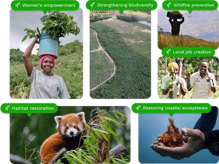 Treeapp planting impact graphic showing global reforestation, community benefits, and ecosystem restoration.