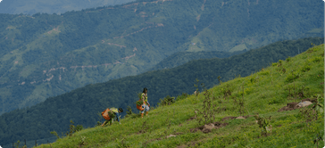 Treeapp reforestation team in Nepal carrying young trees across a hillside for planting.
