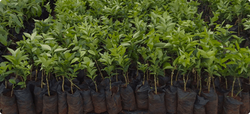 Treeapp tree saplings grouped together in a nursery in Indonesia ready for planting.