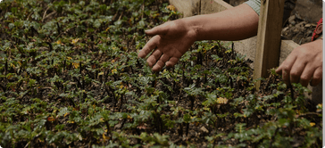 Treeapp seedlings in a UK nursery with a local worker’s hand preparing young trees for planting.